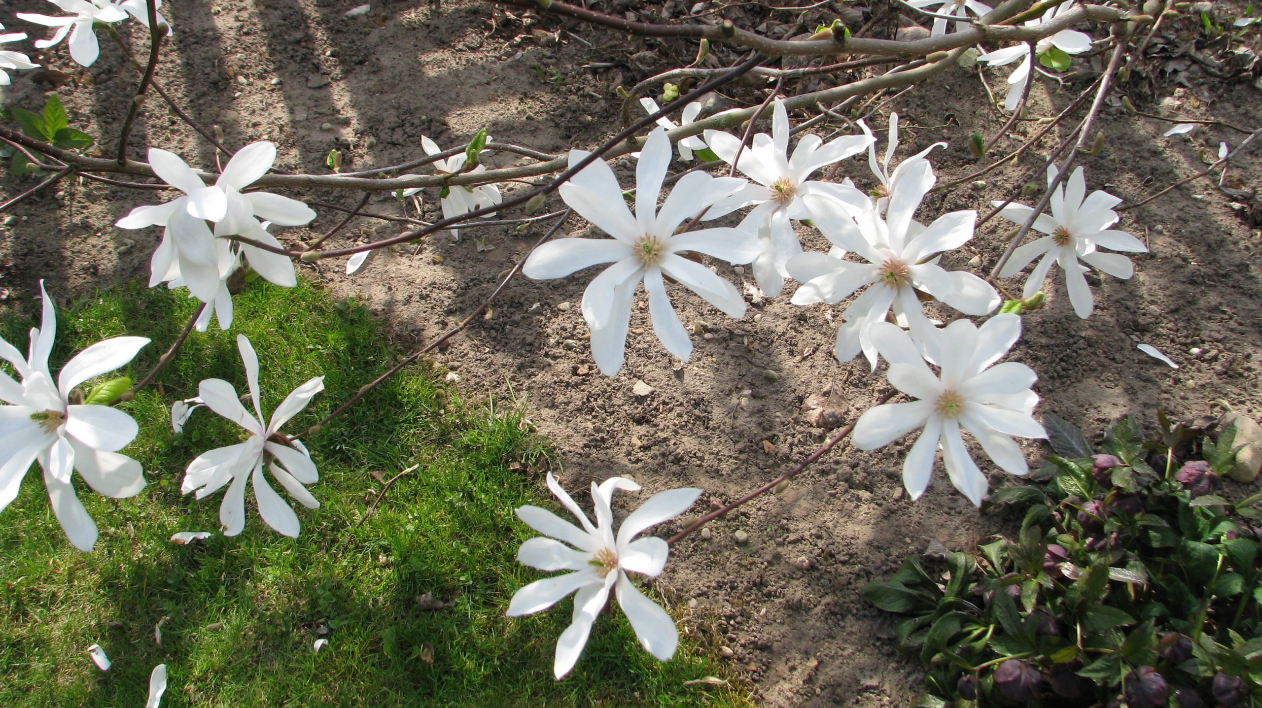 Žvaigždėtoji magnolija