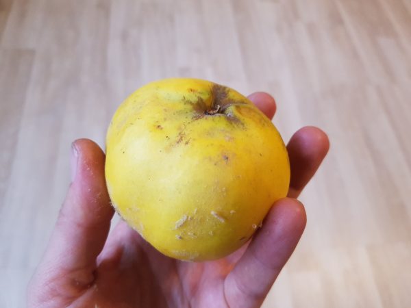 Paprastoji cidonija - vaisius