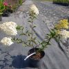 Šluotelinė hortenzija 'Vanilla Fraise'