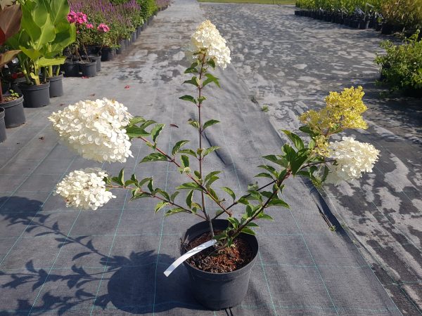 Šluotelinė hortenzija 'Vanilla Fraise'