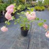 Šviesioji hortenzija ‘Pink Anabelle’ (3)