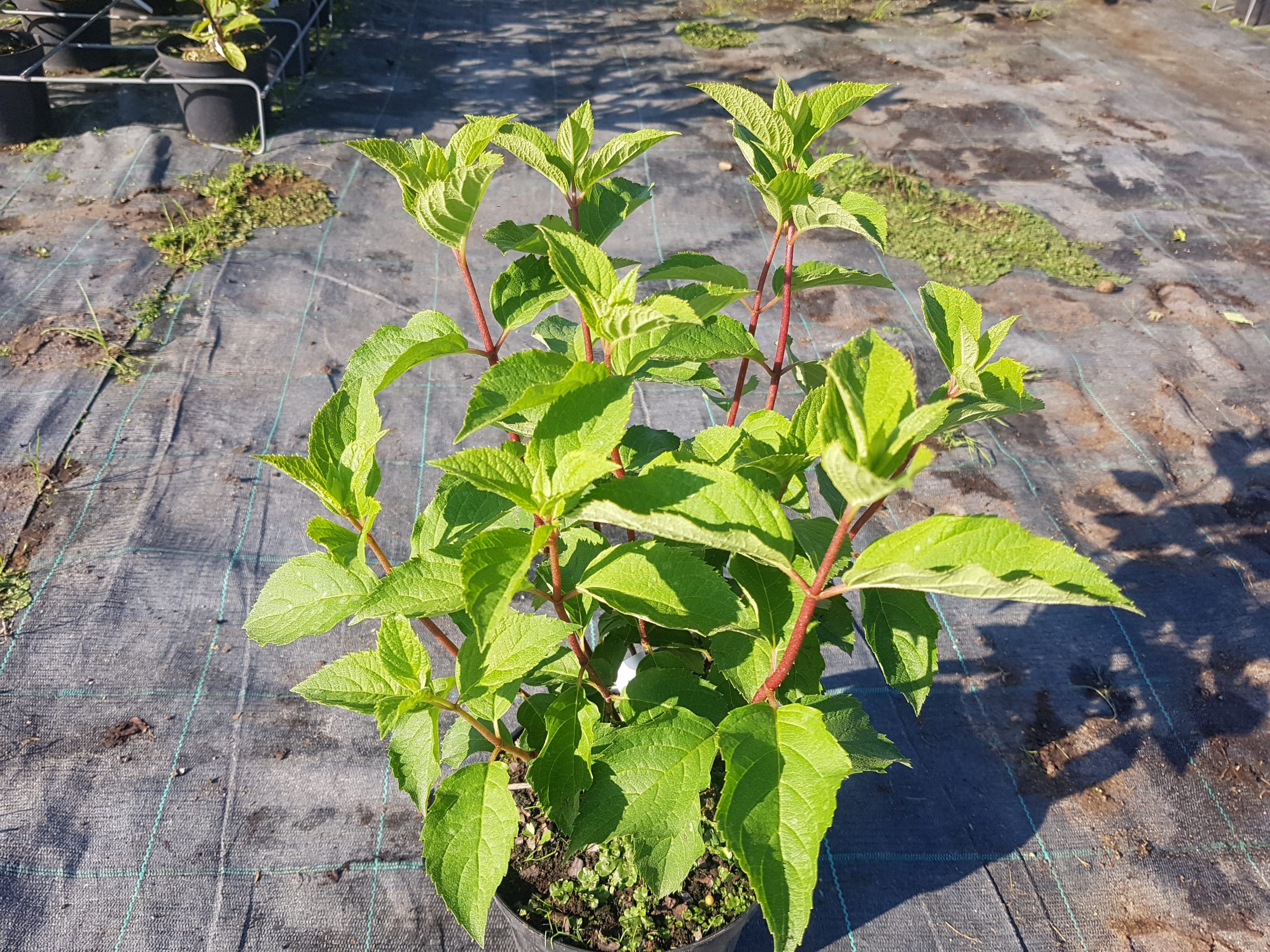 Šluotelinė hortenzija 'Strawberry Blossom'